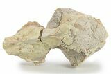 Unprepared Oreodont (Merycoidodon) Upper Skull -South Dakota #249262-3